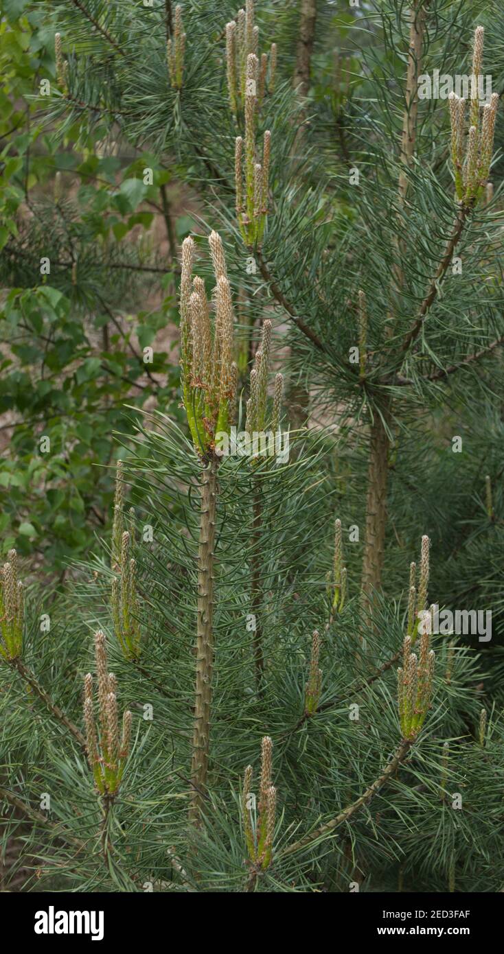 Pinus sylvestris, pino silvestre Foto Stock