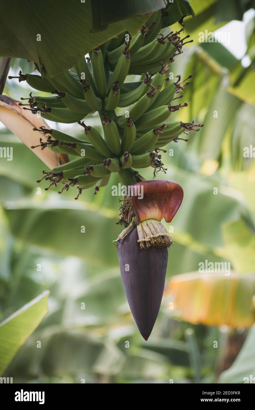 Un colpo verticale di cuore di banana appeso sul suo albero Foto Stock