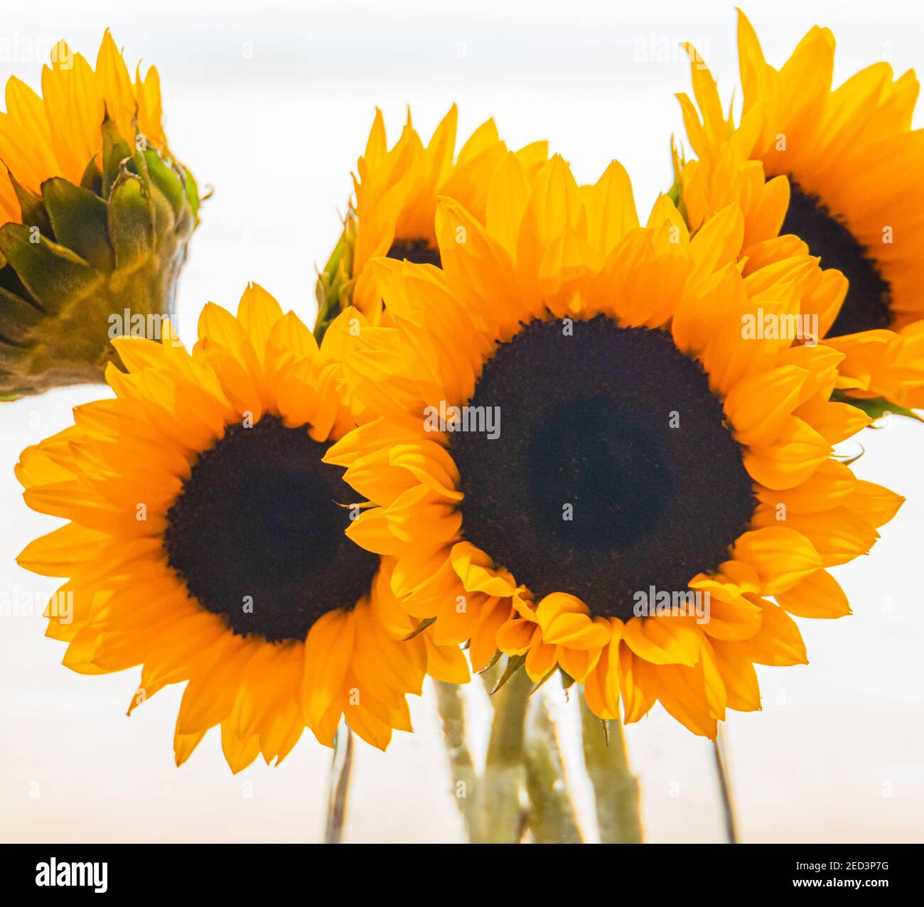 bouquet di girasole illuminato con luce dalla finestra Foto Stock