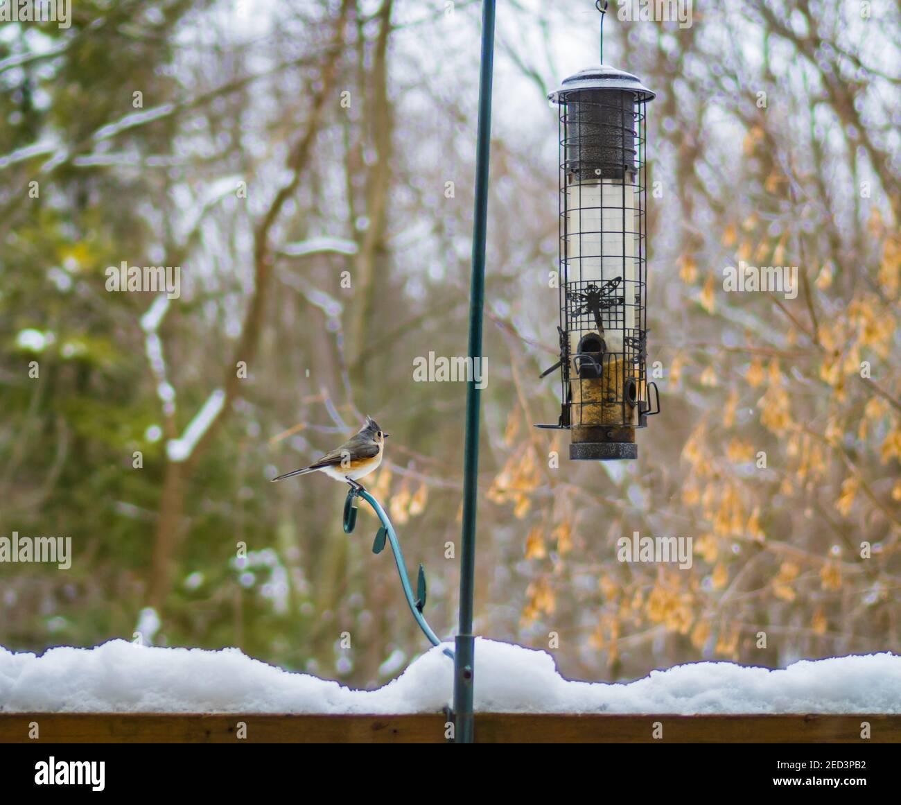 un uccello di titmouse grigio e marrone si apre il suo pranzo ad un alimentatore di uccello dopo una tempesta di neve quando il il sole esce Foto Stock