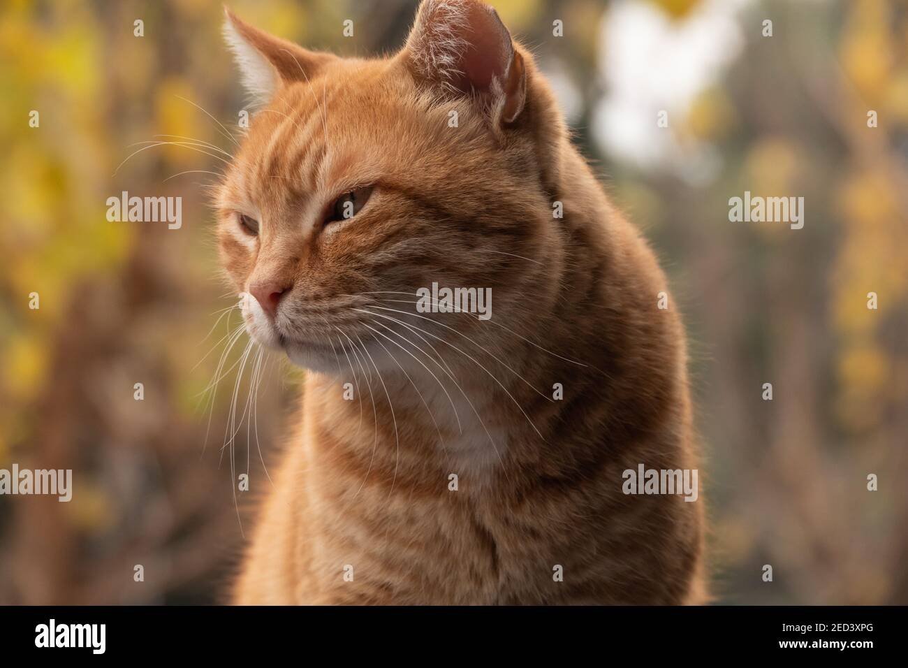 Il gatto rosso zenzero di strada nel giardino primaverile si alza e si guarda via. Ritratto di strada Foto Stock