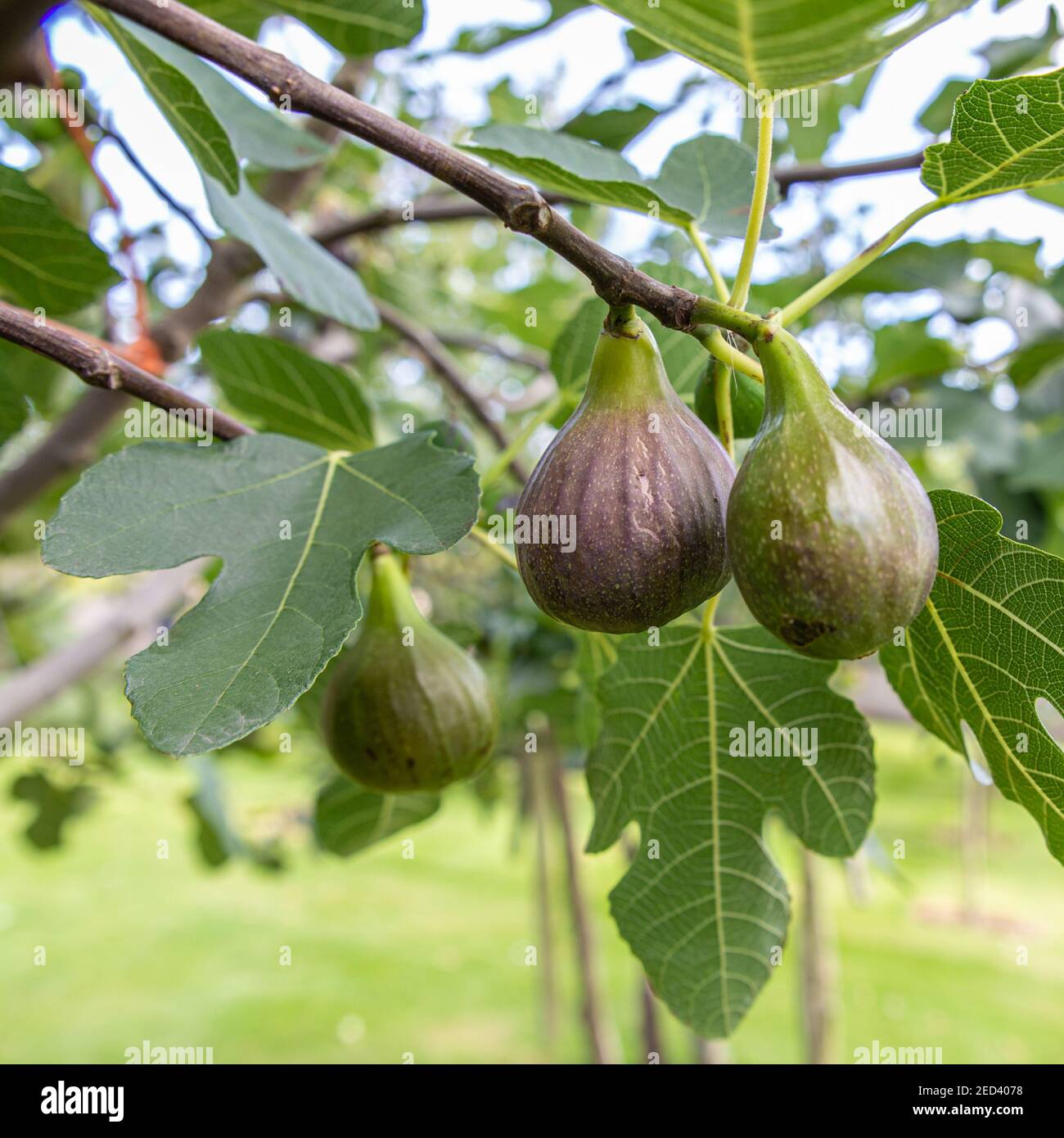 Ficus carica (Fig comune) frutta quasi matura coltivata in un frutteto nello Yorkshire, Inghilterra, Regno Unito Foto Stock