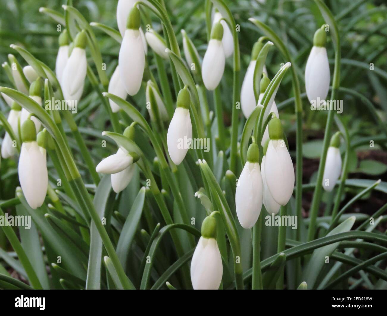 GALANTHUS NIVALIS in giardino in primavera il primo a fiorire Foto Stock