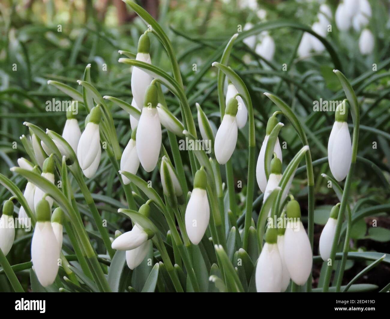 GALANTHUS NIVALIS in giardino in primavera il primo a fiorire Foto Stock
