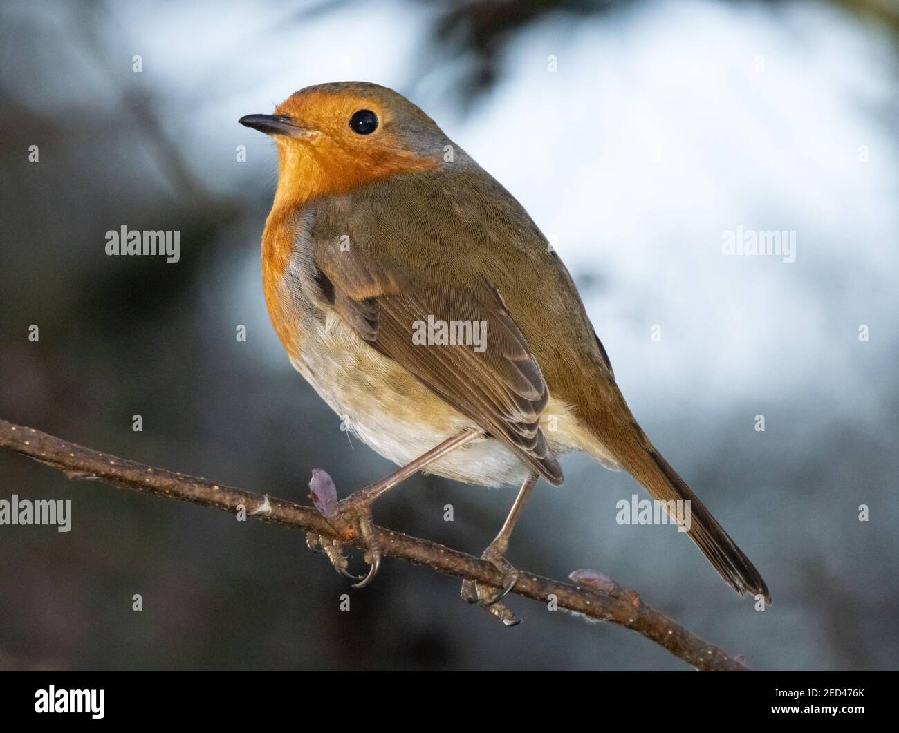 Robin Redbreast, Erithacus rubbecula, European Robin o semplicemente Robin, arroccato su un ramo di albero, Inghilterra, Regno Unito Foto Stock