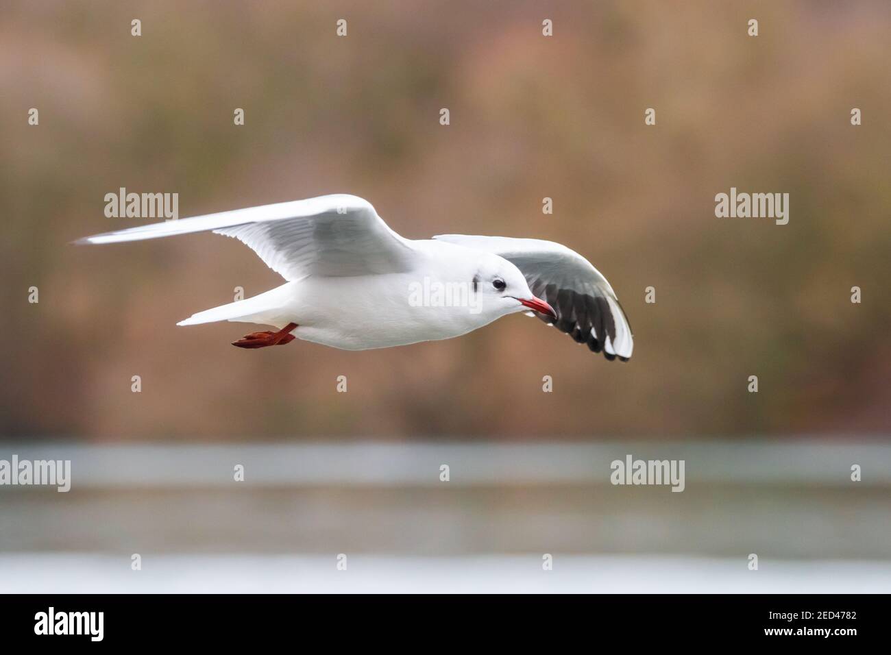 Gull a testa nera, Chromicocephalus ridibundus, in volo sull'acqua, Inghilterra, Regno Unito. L'uccello è visto nel piumaggio invernale, senza il cappuccio. Foto Stock