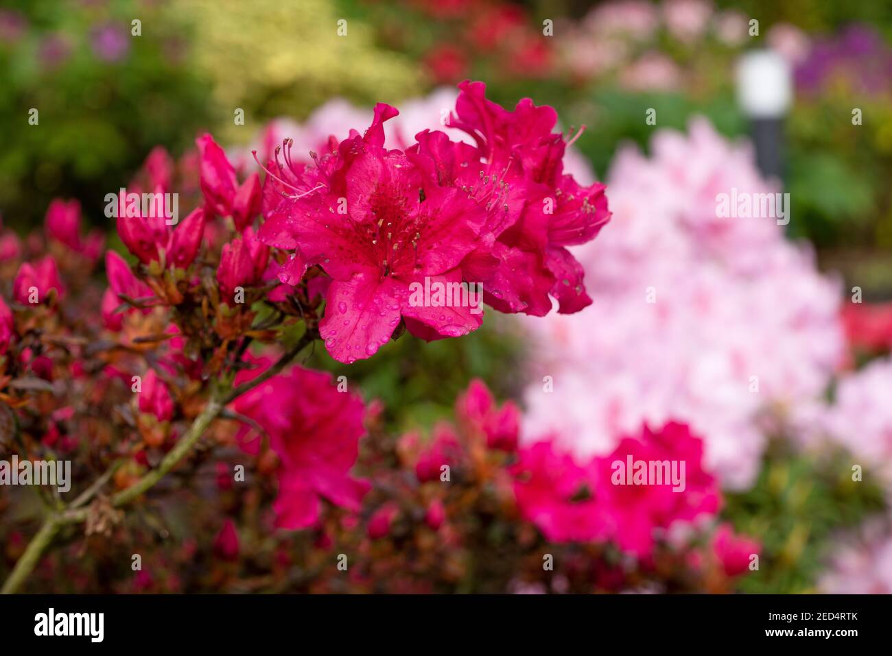 Azalee (Rhododendron japonicum), primo piano della testa del fiore Foto Stock