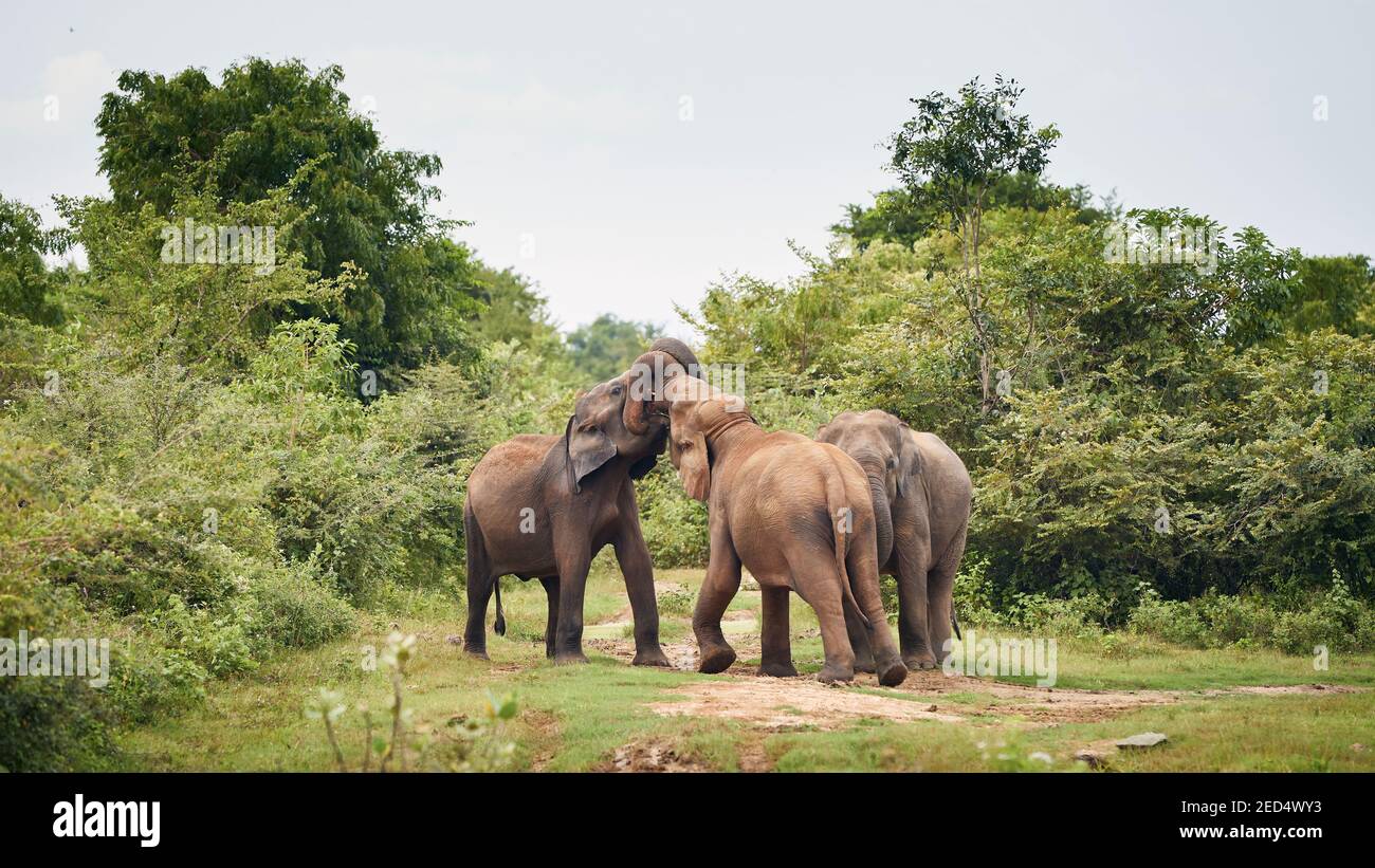 Tre elefanti nella natura selvaggia contro il paesaggio verde. Animali selvatici nello Sri Lanka. Foto Stock