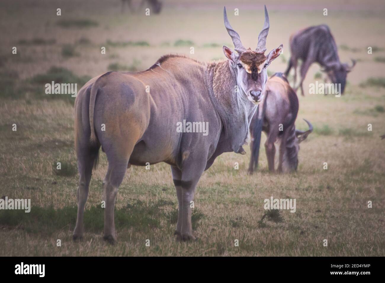 Una vista dell'antilope di Kanna sull'erba marrone in Maasai Mara Kenya Tanzania Foto Stock