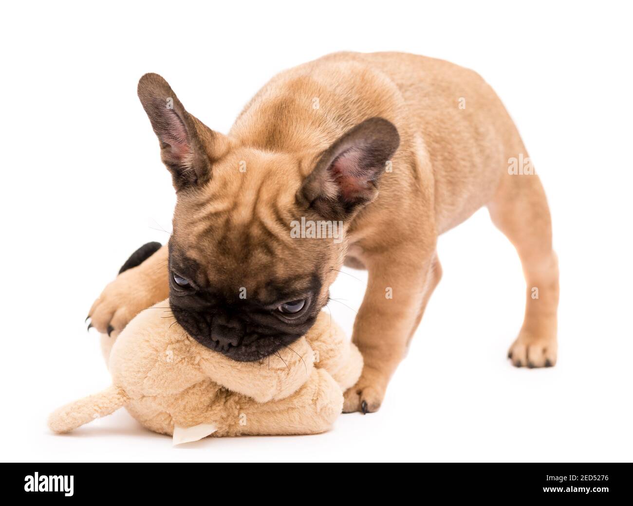 Cucciolo Fawn Bulldog francese che gioca con peluche giocattolo. Carino  cucciolo piccolo Foto stock - Alamy