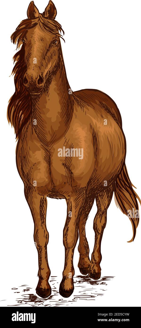 Forte mustang bruno arabo cavallo. Lo stallone di gara di sport con orgoglio passo a piedi a terra con manie ondulato. Verticale dello schizzo a colori vettoriali Illustrazione Vettoriale