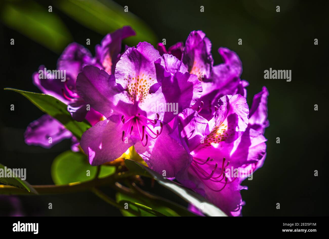 Fioritura dei rododendri, mattinata di sole nel parco Tiergarten, Berlino Foto Stock
