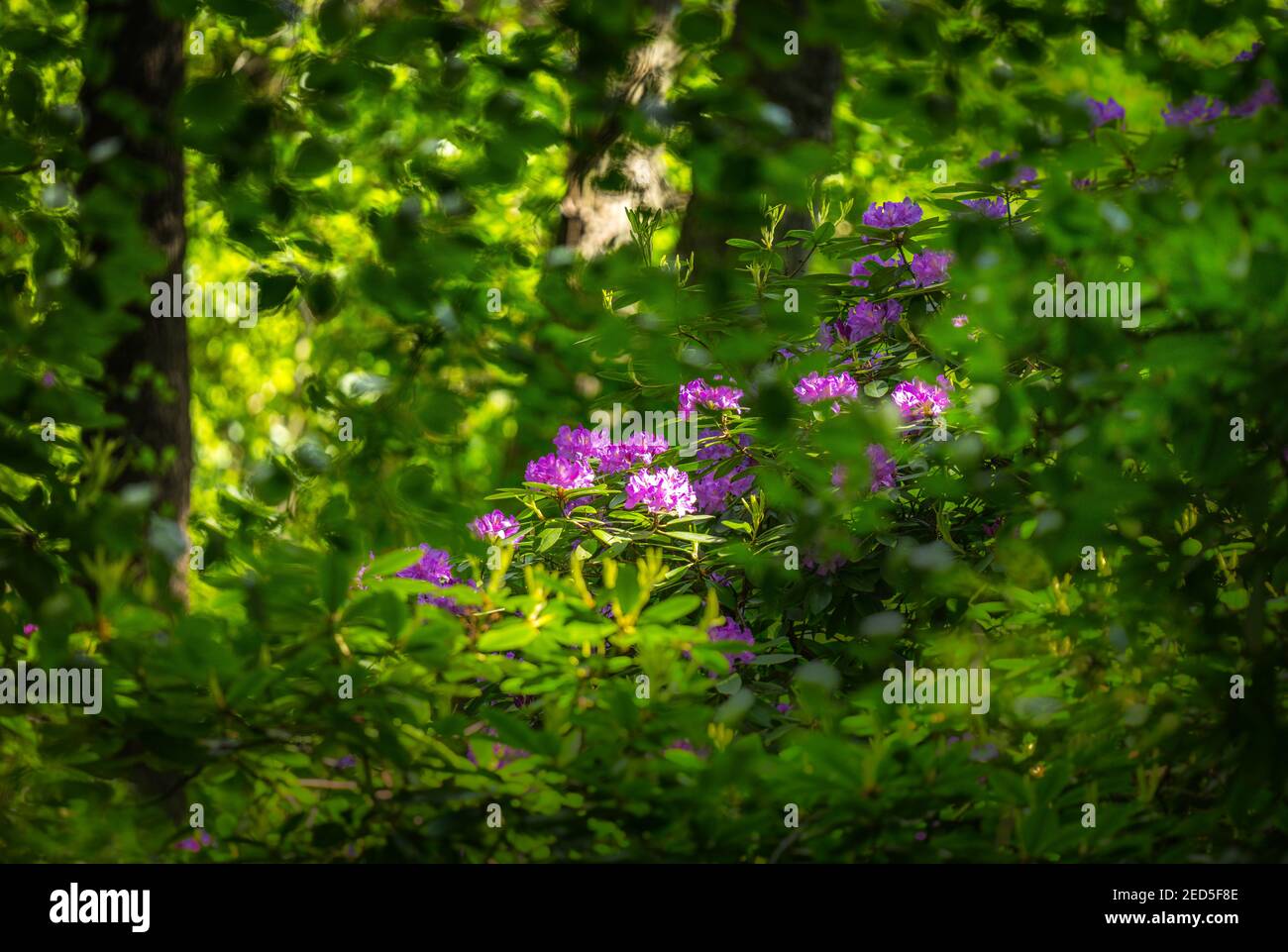 Mattinata di sole nel parco Tiergarten, Berlino Foto Stock