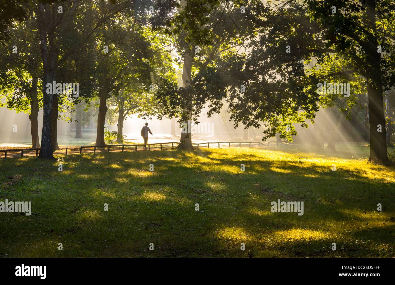 Mattinata di sole nel parco Tiergarten, Berlino Foto Stock
