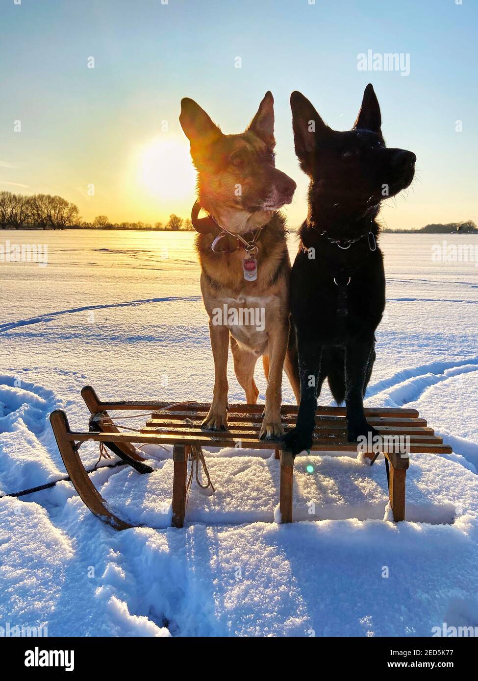 Foto retroilluminata di una slitta in piedi su una pianura innevata alla luce del sole che tramonta con due pastori tedeschi in piedi su di essa. Foto Stock