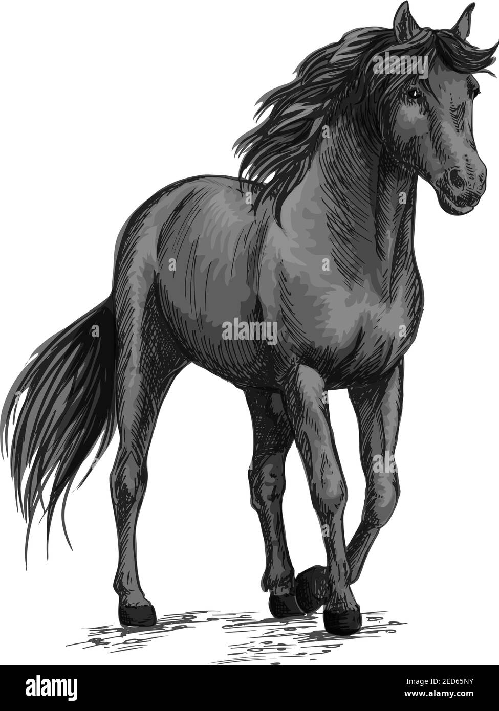 Passeggiate a cavallo in lenta andatura. Mustang grigio selvaggio pacing lungo la strada. Il mare equino Arabico si erge con lo zoccolo a metà altezza. Ritratto dello schizzo vettoriale Illustrazione Vettoriale