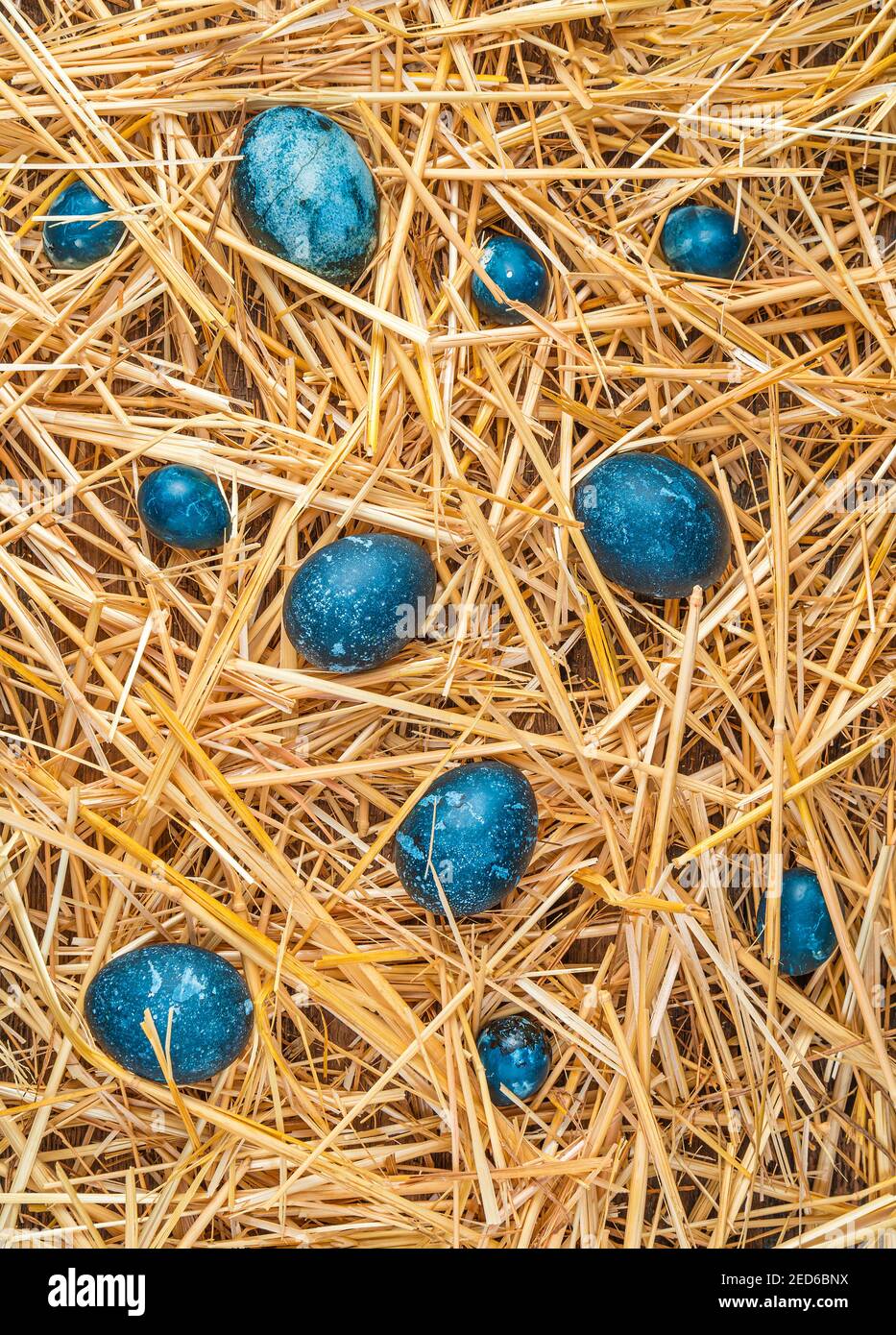 Astratto sfondo pasquale. Le uova blu sono sparse nella paglia gialla. Foto Stock