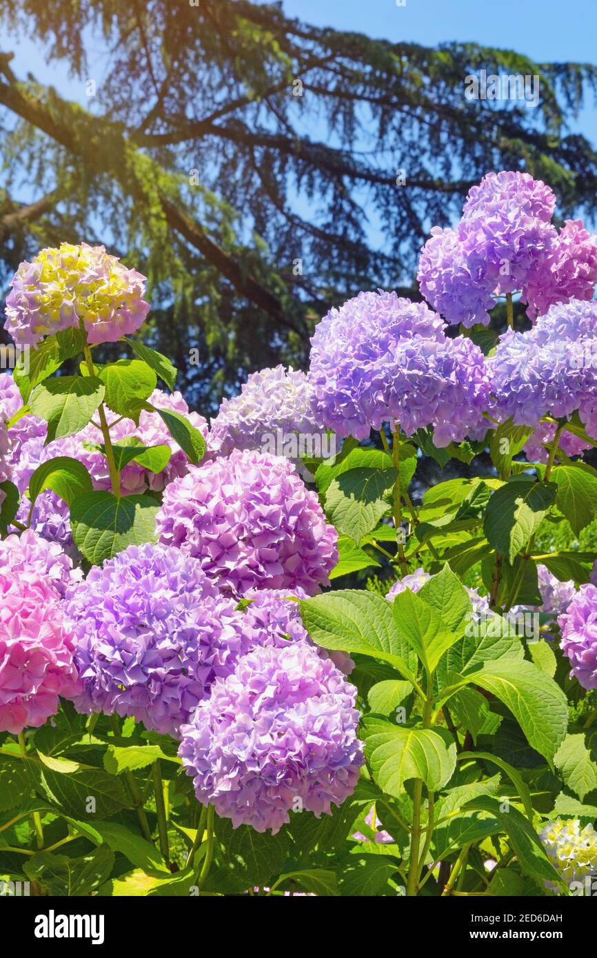 Bellissimi fiori multicolore di idrangea ( Hydrangea macrophylla ) in giardino Foto Stock