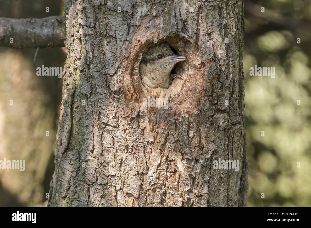 Eurasian Wryneck, Jynx torquilla, adulto e cazzo al nido in un albero, Gabarevo, Bulgaria, 12 giugno 2012 Foto Stock