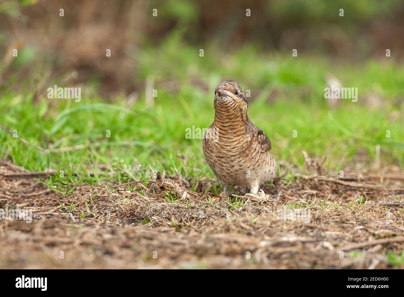 Girocollo eurasiatico, torquilla Jynx, alimentazione adulta a terra su vegetazione corta, Norfolk, Regno Unito Foto Stock