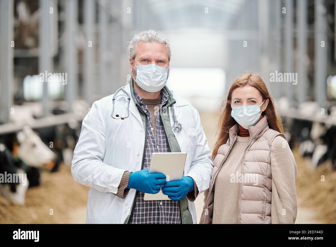 Operatrice femminile di allevamento di animali e veterinario maschile maturo in bianco, maschera protettiva e guanti in piedi contro corsia tra paddock Foto Stock