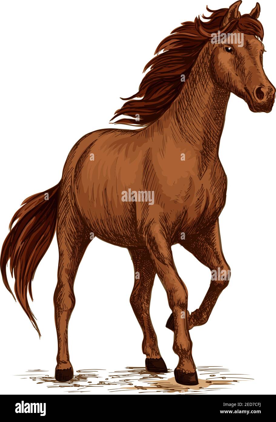 Correndo cavallo schizzo di bruno stallone arabo. Cavallo di razza araba al galoppo. Simbolo delle corse ippiche, badge sportivo equestre, stampa t-shirt Illustrazione Vettoriale