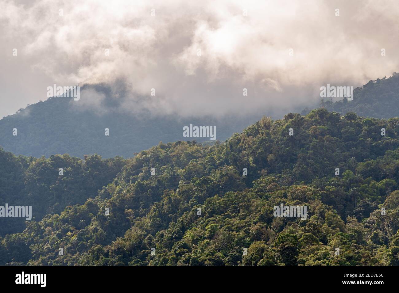 Paesaggio della foresta di nubi, Mindo, Ecuador. Foto Stock