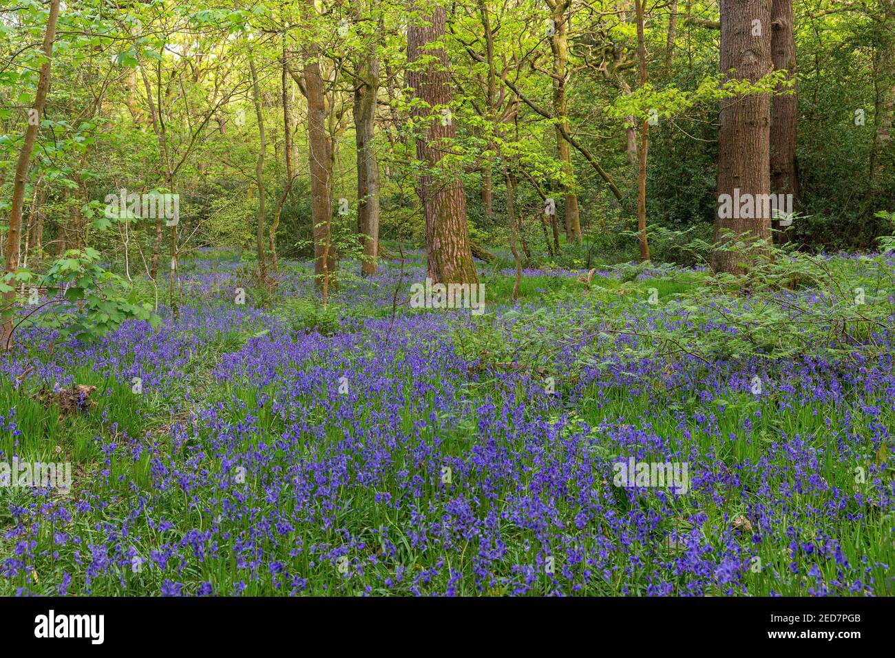 Tappeti di fiori comuni bluebells in un antico bosco in Inghilterra, Regno Unito. Arriva la primavera. Foto Stock