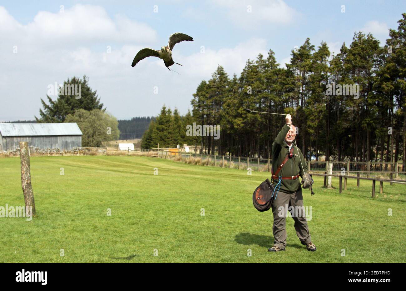 Lanner Falcon nel Regno Unito Foto Stock