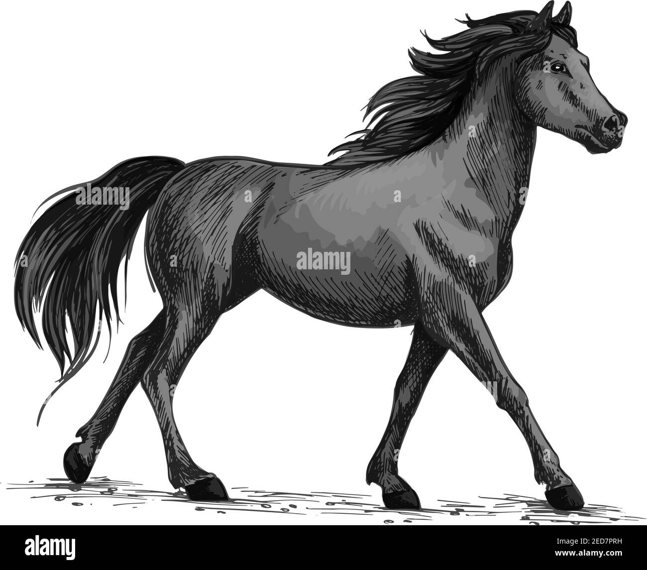 Schizzo vettoriale cavallo. Corsa o camminata selvaggio nero corvino mustang simbolo stallone per equitazione club, equitazione animale mostra sportiva Illustrazione Vettoriale