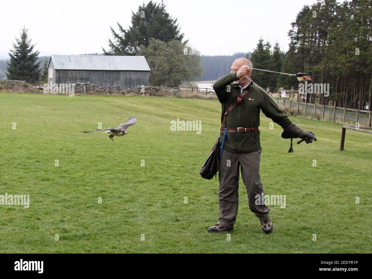 Lanner Falcon nel Regno Unito Foto Stock
