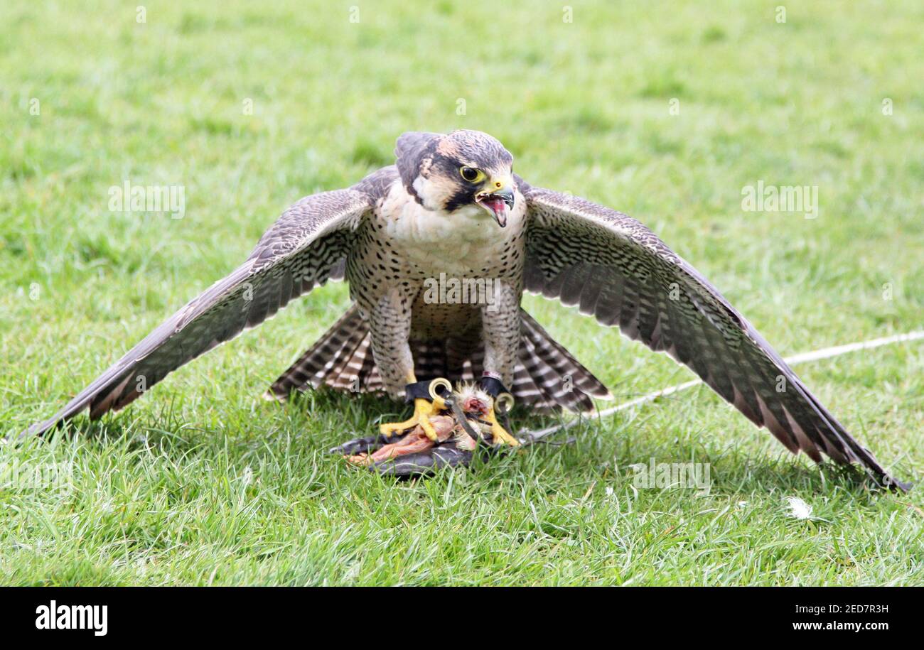 Lanner Falcon nel Regno Unito Foto Stock
