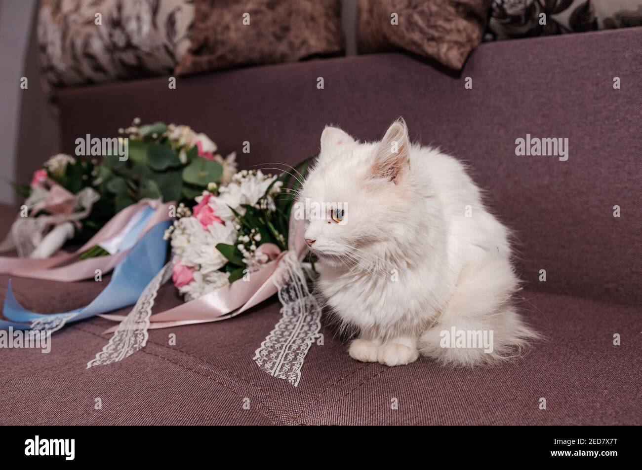 gatto bianco seduto vicino al bouquet della sposa Foto Stock