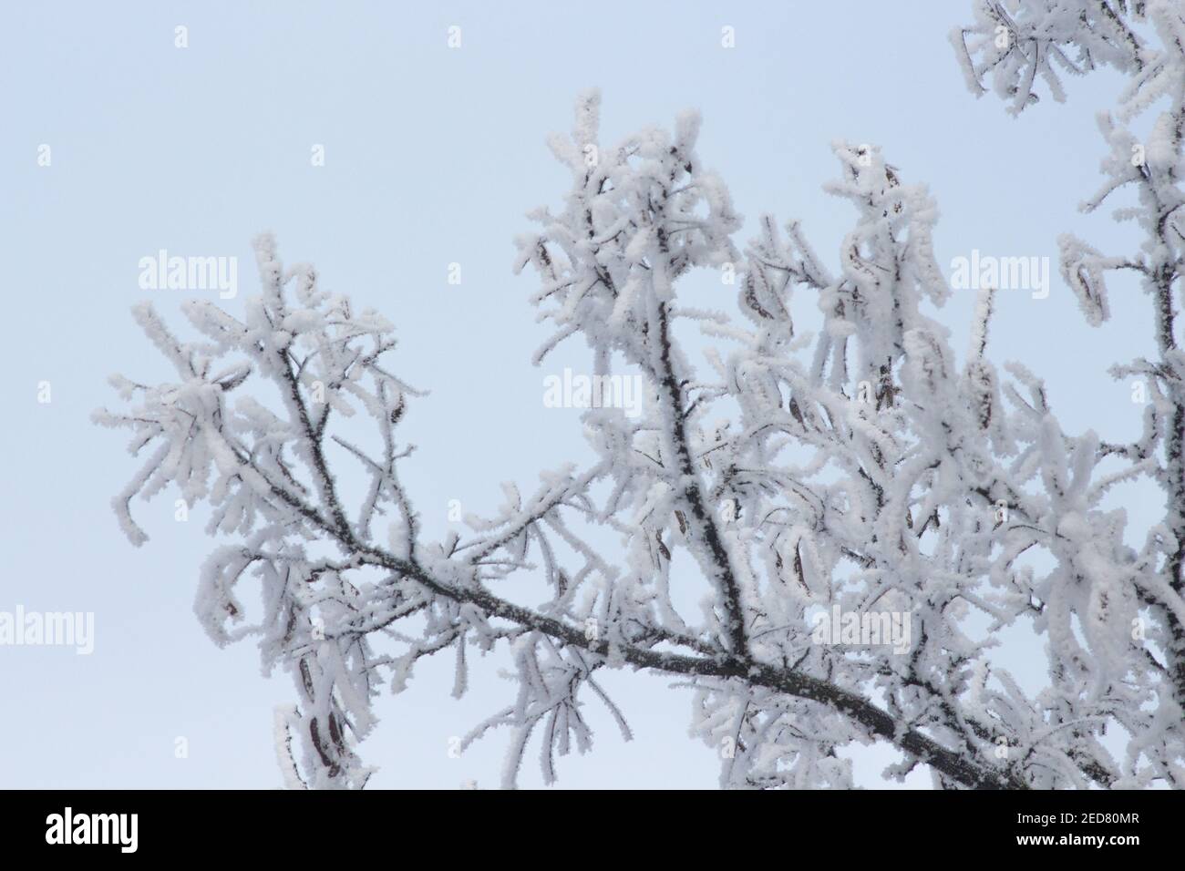 Dettaglio della natura invernale. Il rime-ghiaccio sull'albero vicino su sfondo blu cielo. Rime sugli alberi. Rime e neve ghiaccio sui rami dei cespugli. COO Foto Stock