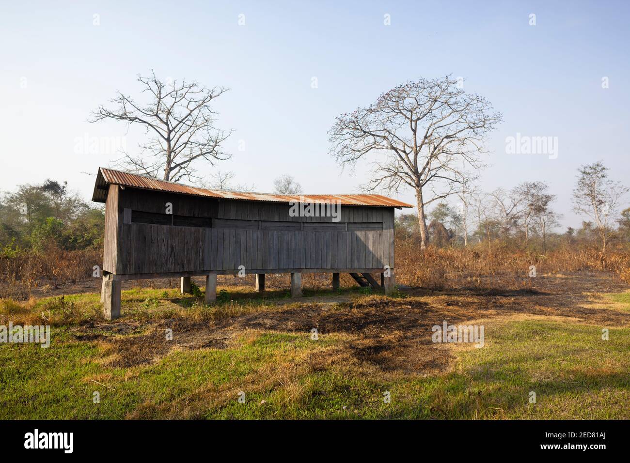 Cuoio di legno su una stazione di alimentazione di avvoltoio gestita da comunità locali. Distretto di Nawalparasi. Nepal. Foto Stock