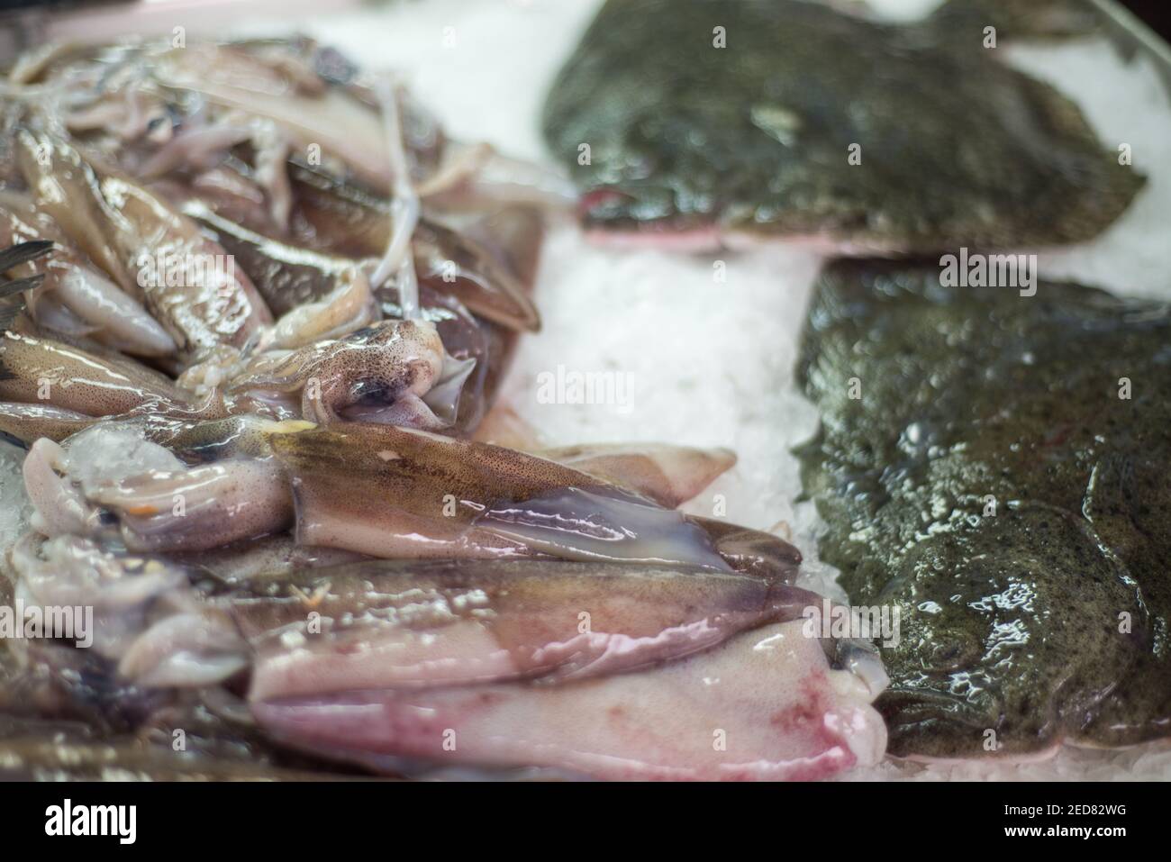 Closeup di calamari umidi e slimy appena arrangiati su un Letto di ghiaccio tritato, accanto ad alcuni pesci piatti a Cattaro Mercato principale lungo la banchina a Kotor Bay Foto Stock