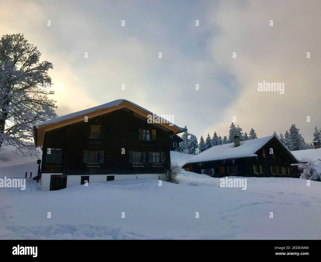 casa vacanze con un albero singolo innevato, paese delle meraviglie invernali. Le capanne in legno si trovano proprio sulla pista da sci appena innevata. Magic Travel Bödele Dornbirn Foto Stock