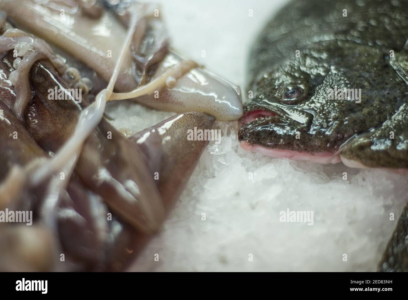 Closeup di parti di calamari bagnati e lucenti e testa di passera appena sistemata su un letto di ghiaccio tritato al mercato principale di Kotor lungo la banchina a Kotor Bay. Foto Stock