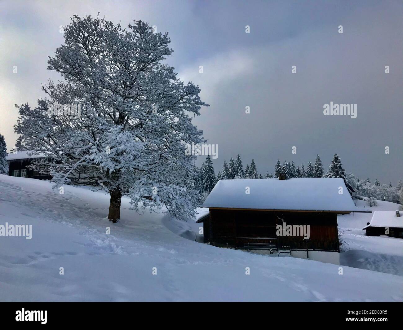 casa vacanze con un albero singolo innevato, paese delle meraviglie invernali. Le capanne in legno si trovano proprio sulla pista da sci appena innevata. Magic Travel Bödele Dornbirn Foto Stock