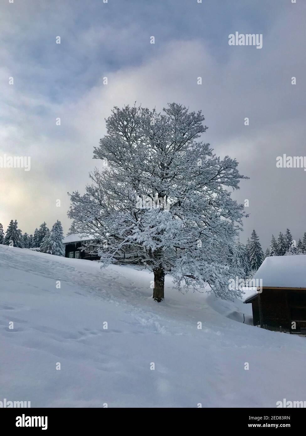 casa vacanze con un albero singolo innevato, paese delle meraviglie invernali. Le capanne in legno si trovano proprio sulla pista da sci appena innevata. Magic Travel Bödele Dornbirn Foto Stock