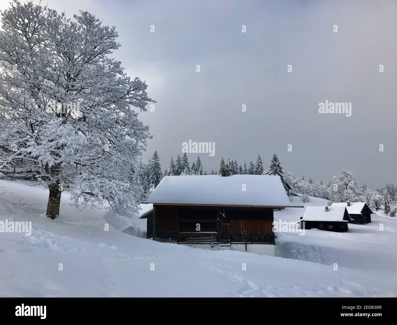 casa vacanze con un albero singolo innevato, paese delle meraviglie invernali. Le capanne in legno si trovano proprio sulla pista da sci appena innevata. Magic Travel Bödele Dornbirn Foto Stock