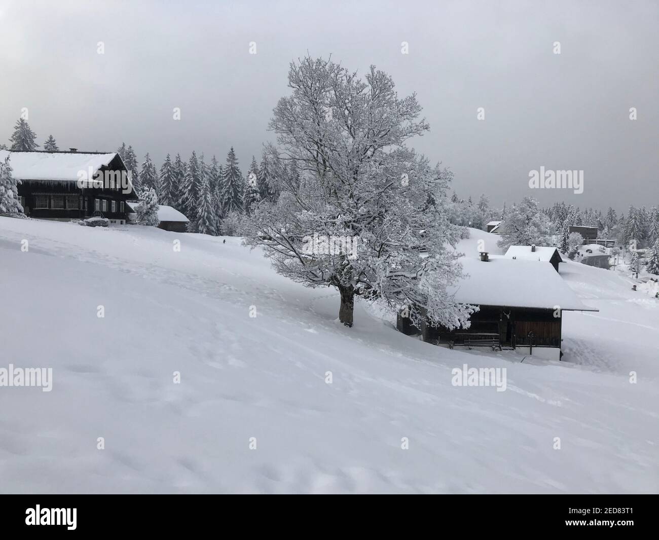 casa vacanze con un albero singolo innevato, paese delle meraviglie invernali. Le capanne in legno si trovano proprio sulla pista da sci appena innevata. Magic Travel Bödele Dornbirn Foto Stock
