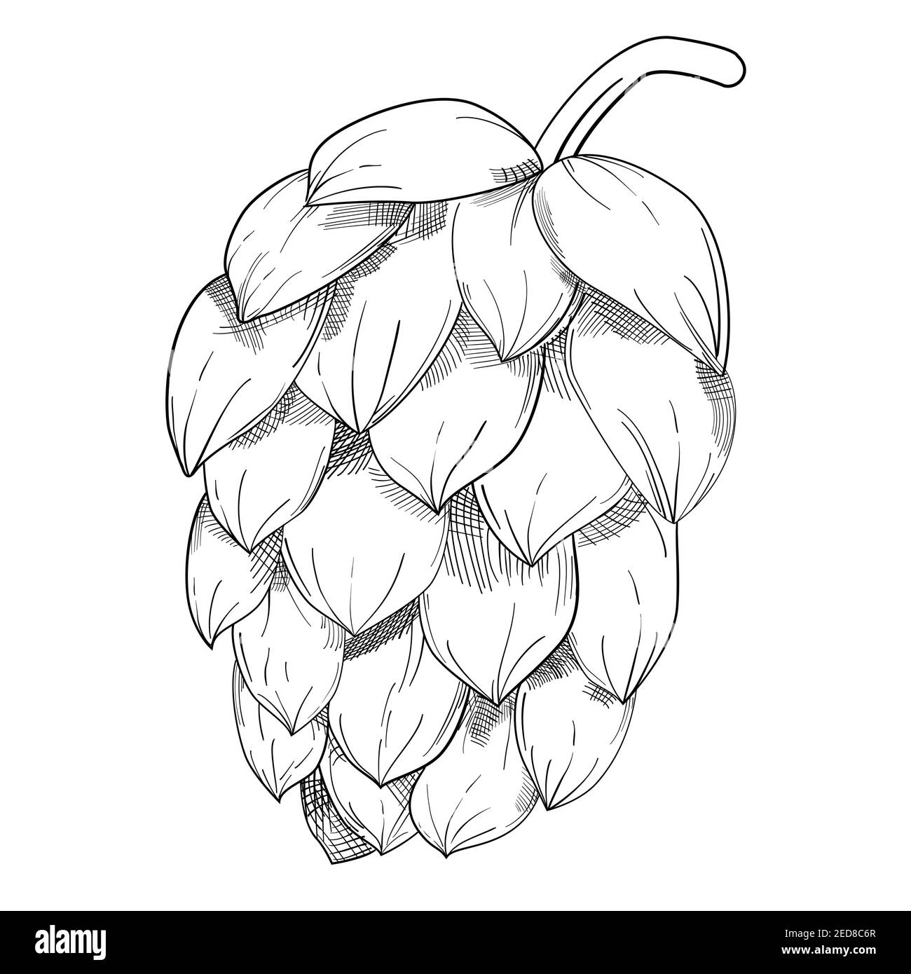 Luppolo pianta biologica di erbe che è utilizzato nella fabbrica di birra. Per etichette e confezioni. Vettore monocromo nero linea disegnata a mano illustrazione isolato o Illustrazione Vettoriale