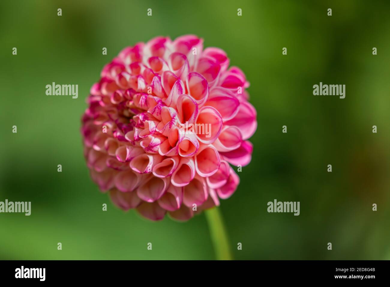 Primo piano di un bellissimo fiore di dahlia a motivi di rosa in fiore preso in Biddulph Grange Garden National Trust, Staffordshire, Inghilterra, Regno Unito Foto Stock