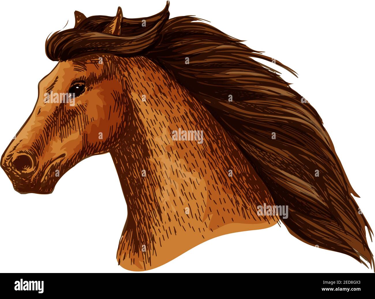 Cavallo o stallone, testa di mare con creme spesse. Cartello di brodmare domestico o di fattoria o cavallo da corsa purosangue per esposizione. Sport equestri o equestri clu Illustrazione Vettoriale