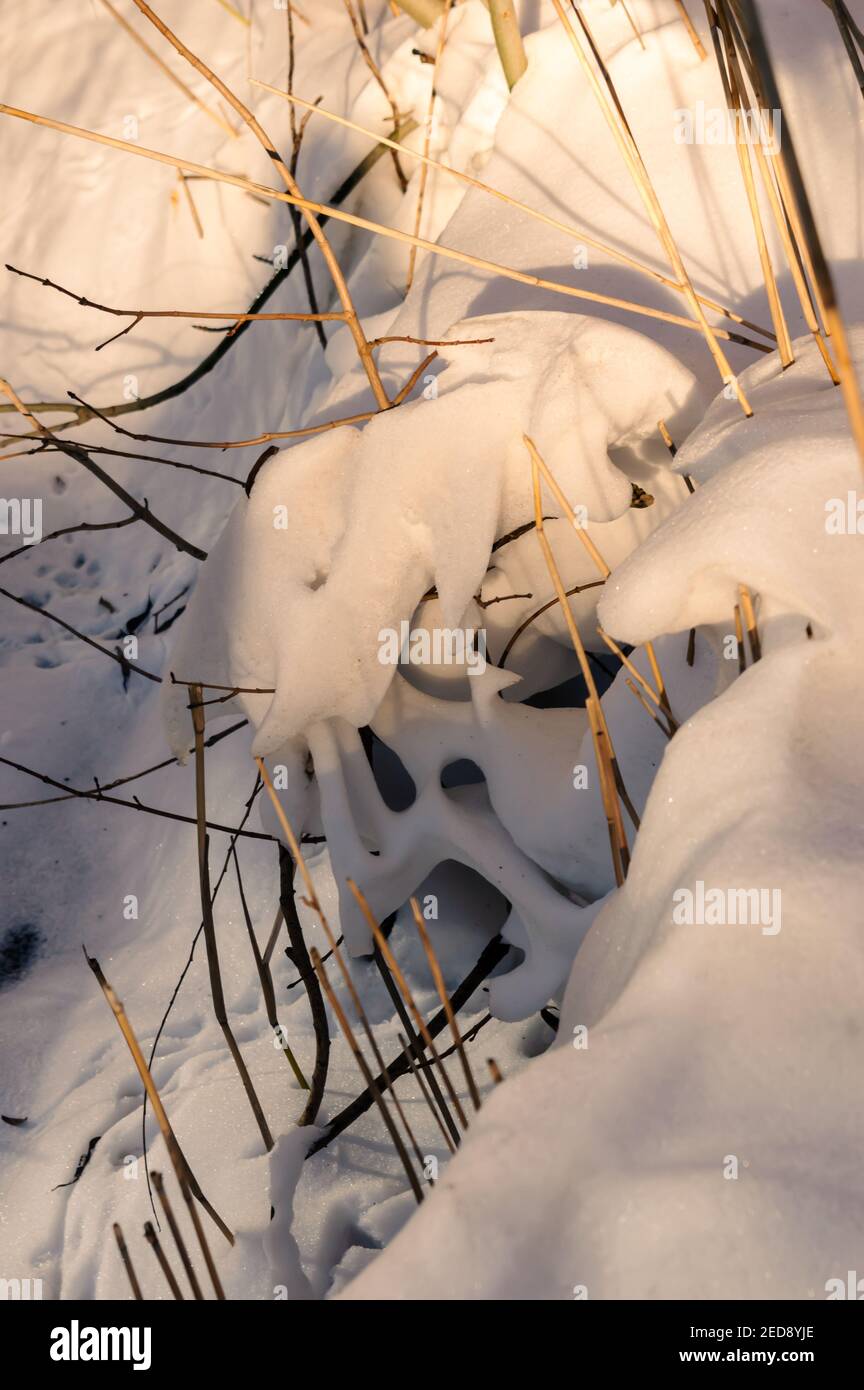 Immagine di un reed morto che si inpalpita attraverso la neve nel sole invernale Foto Stock