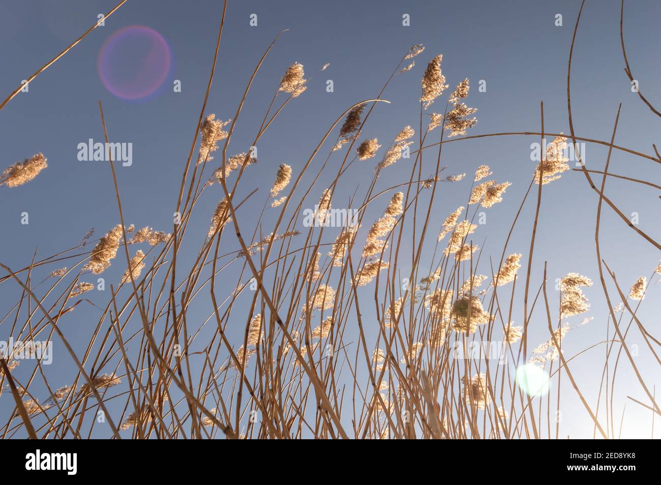 Immagine di una canna alta essiccata e le loro teste di seme sparato dal basso nel tardo sole d'inverno. Svasatura lente Foto Stock