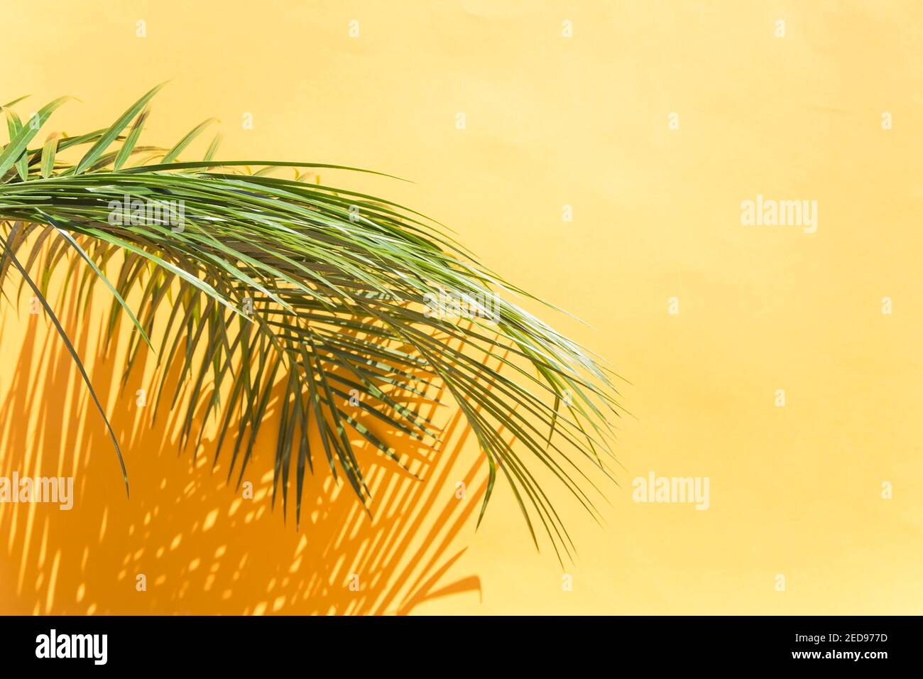 Palm lascia sullo sfondo giallo con l'ombra Foto Stock