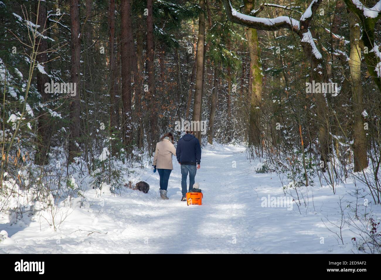 La famiglia cammina in un paesaggio innevato con la foresta ad Achterhoek, Olanda Foto Stock