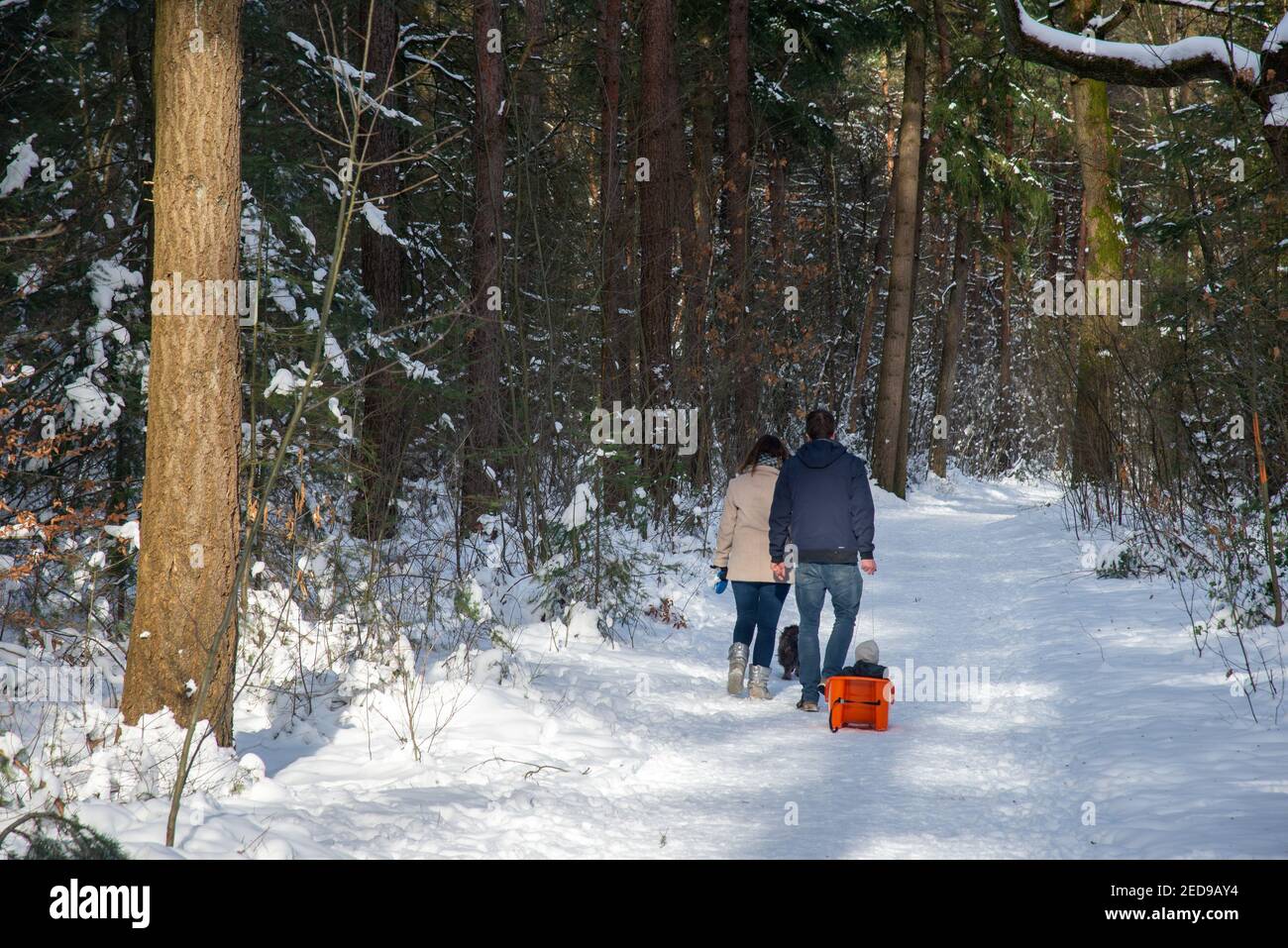 La famiglia cammina in un paesaggio innevato con la foresta ad Achterhoek, Olanda Foto Stock